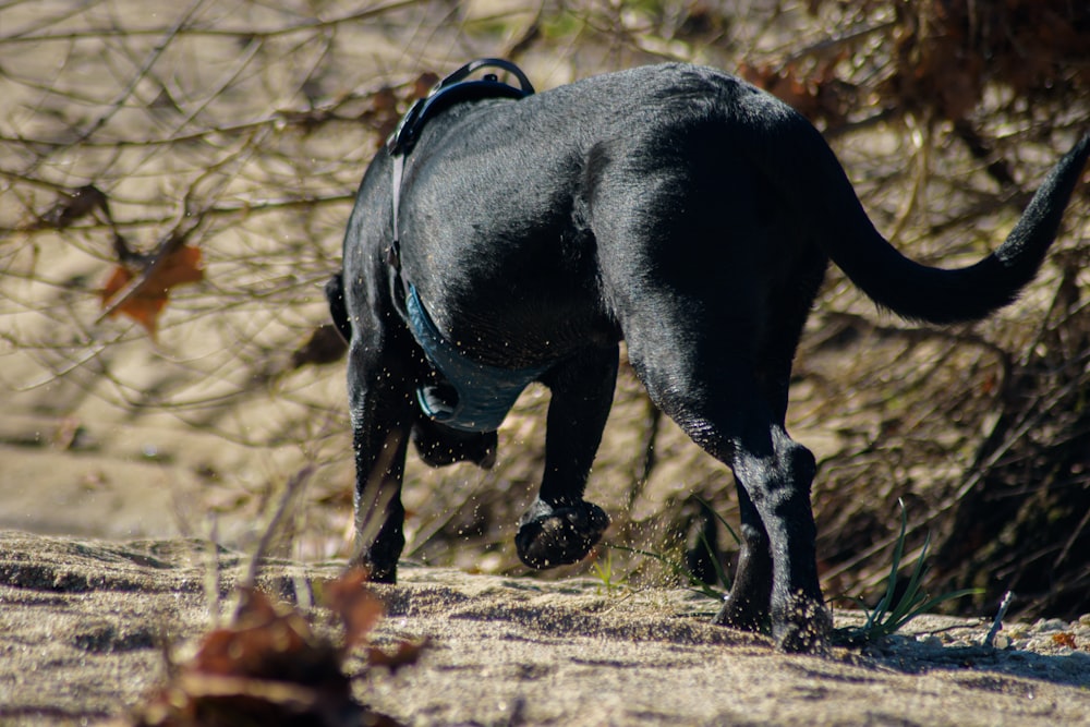 black short coat medium dog running on brown field during daytime