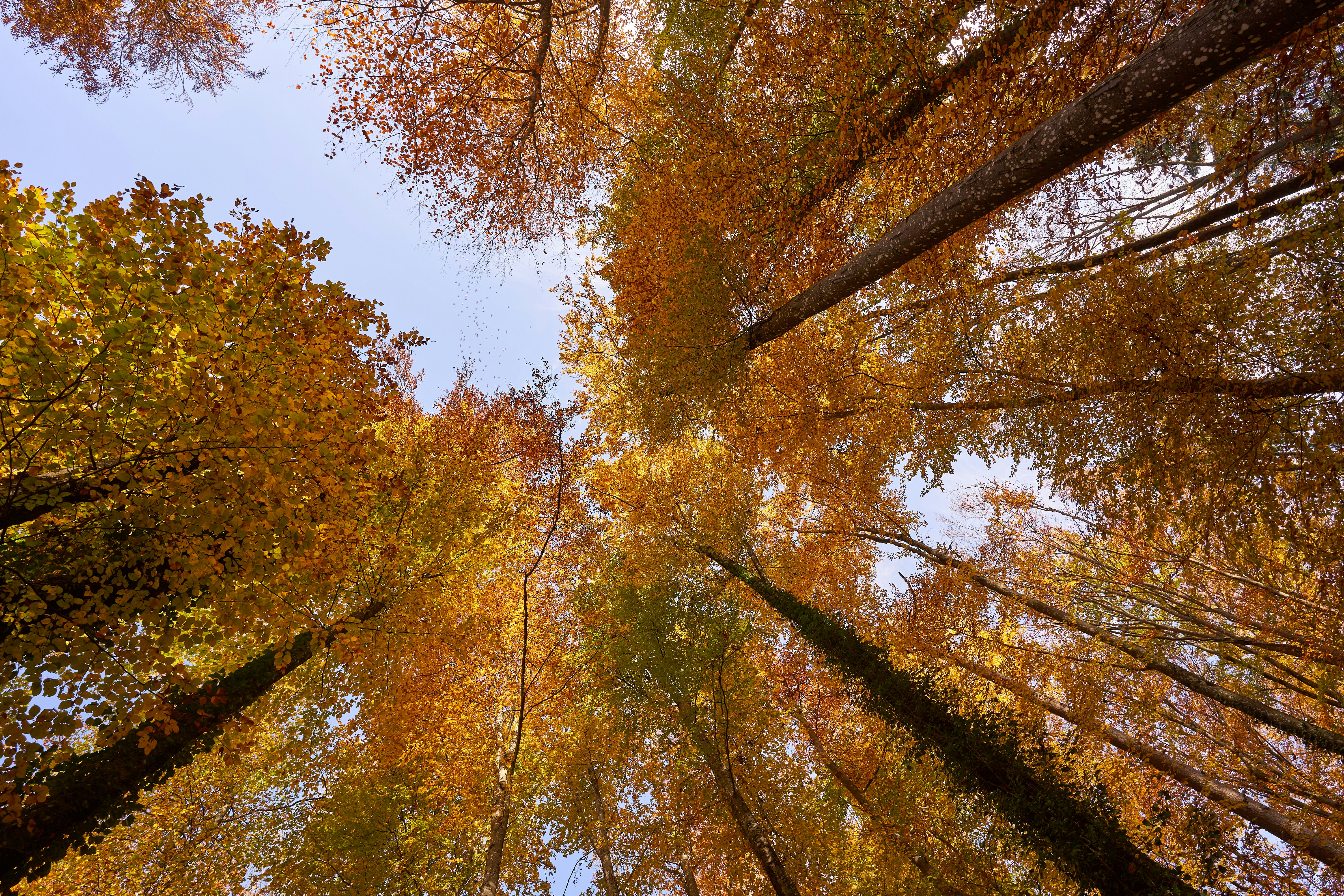 Photo by wolfgang_hasselmann