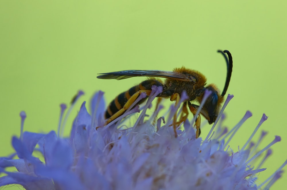 black and yellow bee on purple flower