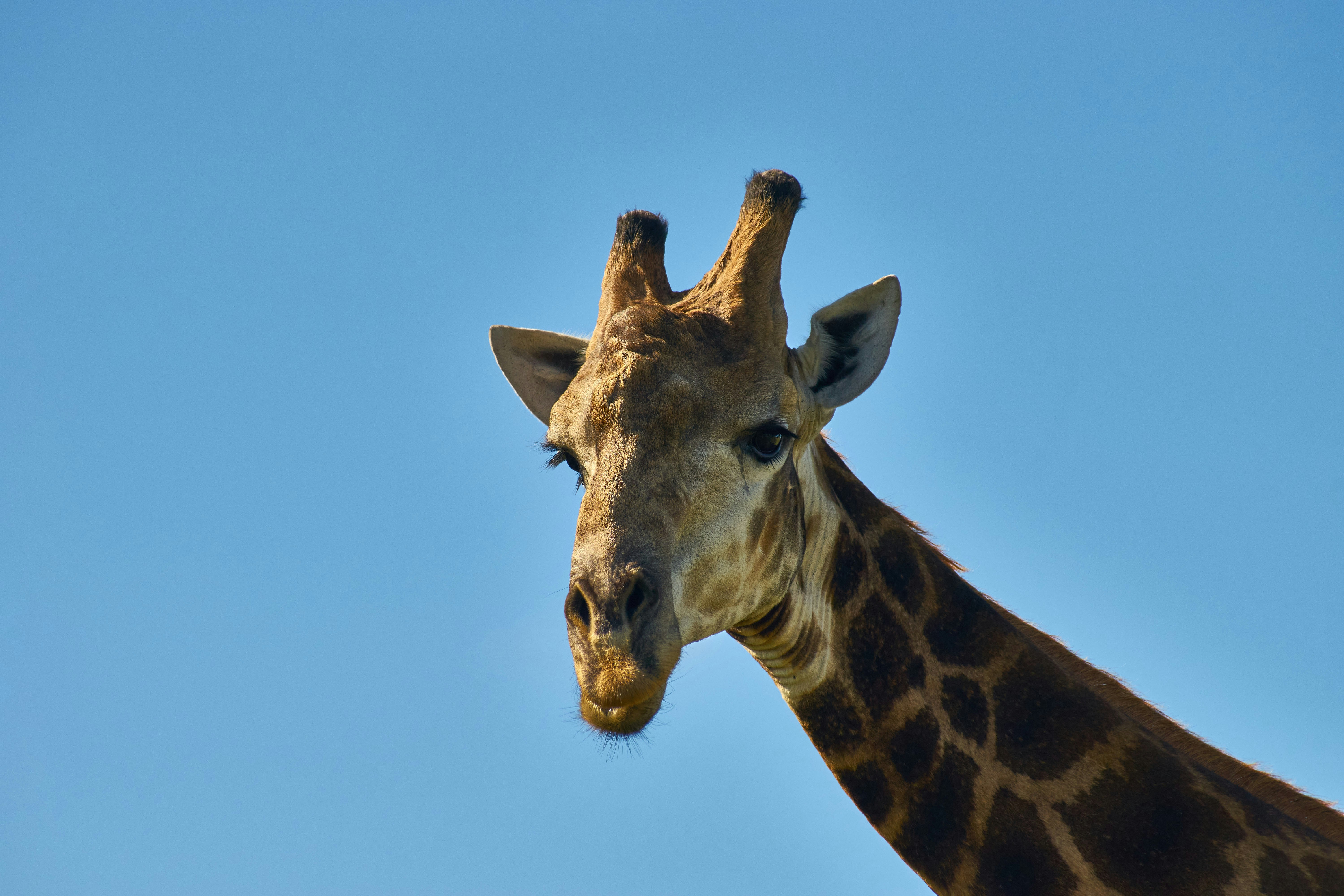 Photo by wolfgang_hasselmann