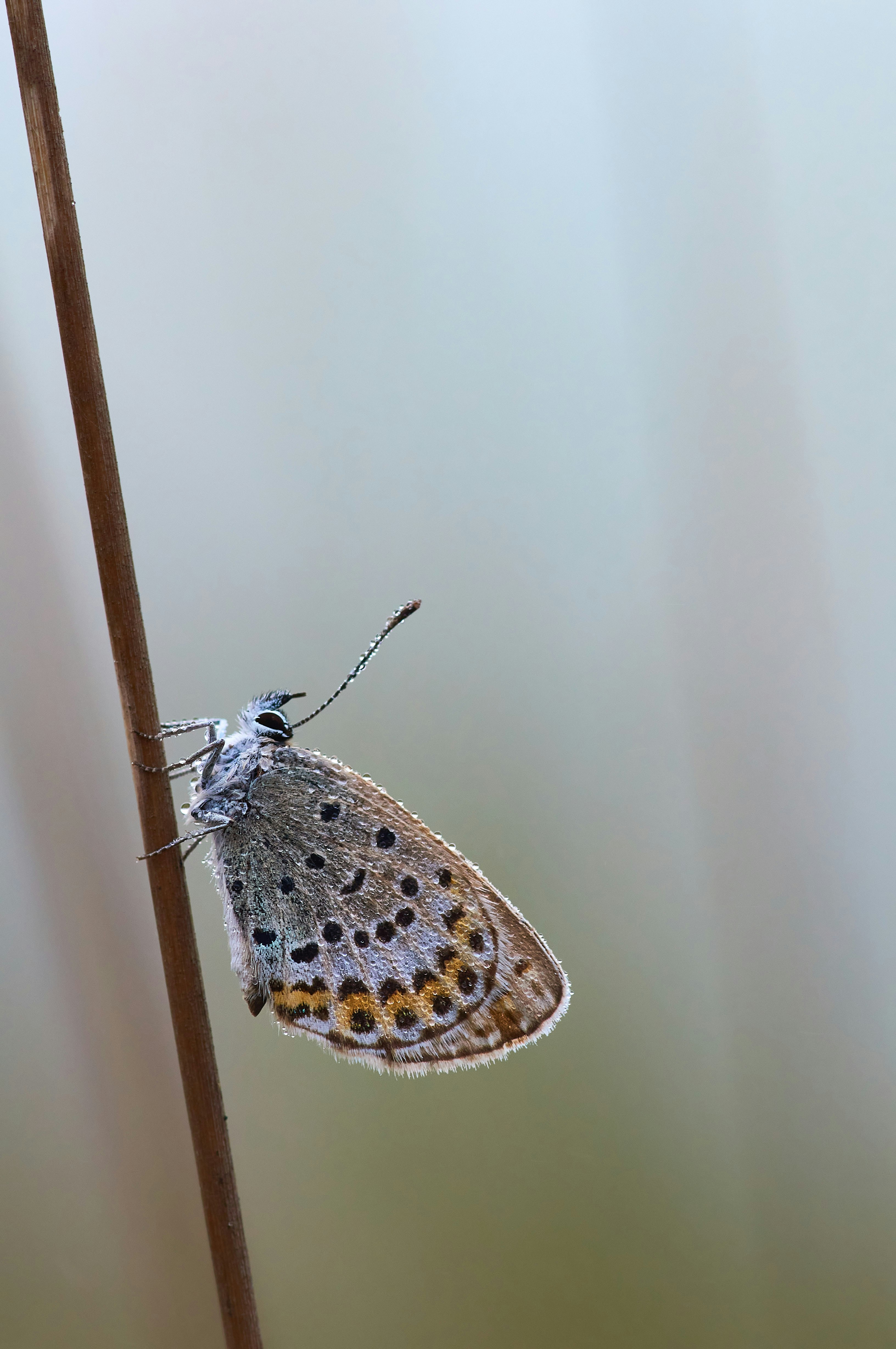 Photo by wolfgang_hasselmann