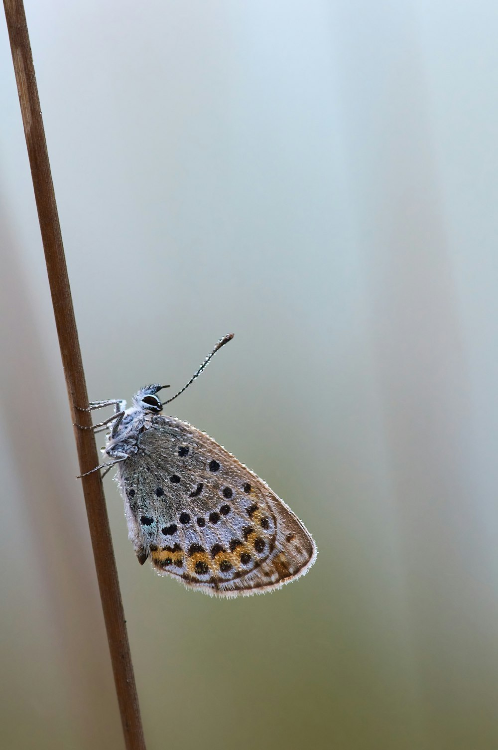 brown and white butterfly on white wall