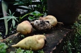 Four freshly harvested tubers resting on a garden bed made of bricks, surrounded by green leaves and small plants. The tubers have an earthy appearance with some soil still clinging to them.