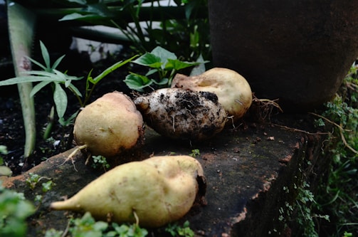Four freshly harvested tubers resting on a garden bed made of bricks, surrounded by green leaves and small plants. The tubers have an earthy appearance with some soil still clinging to them.