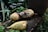 Four freshly harvested tubers resting on a garden bed made of bricks, surrounded by green leaves and small plants. The tubers have an earthy appearance with some soil still clinging to them.