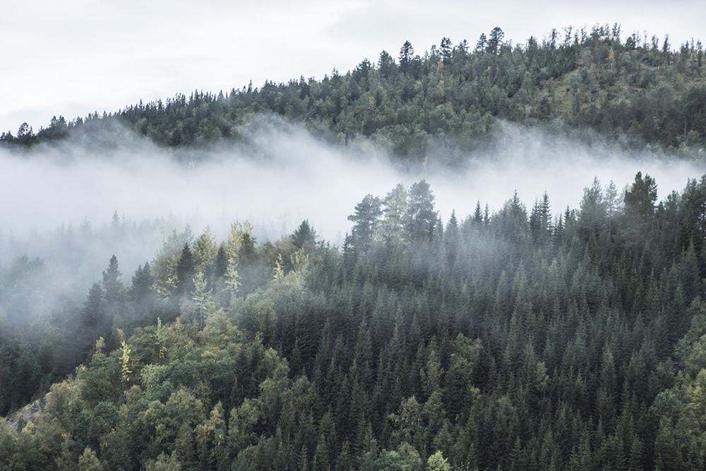 green trees on foggy weather