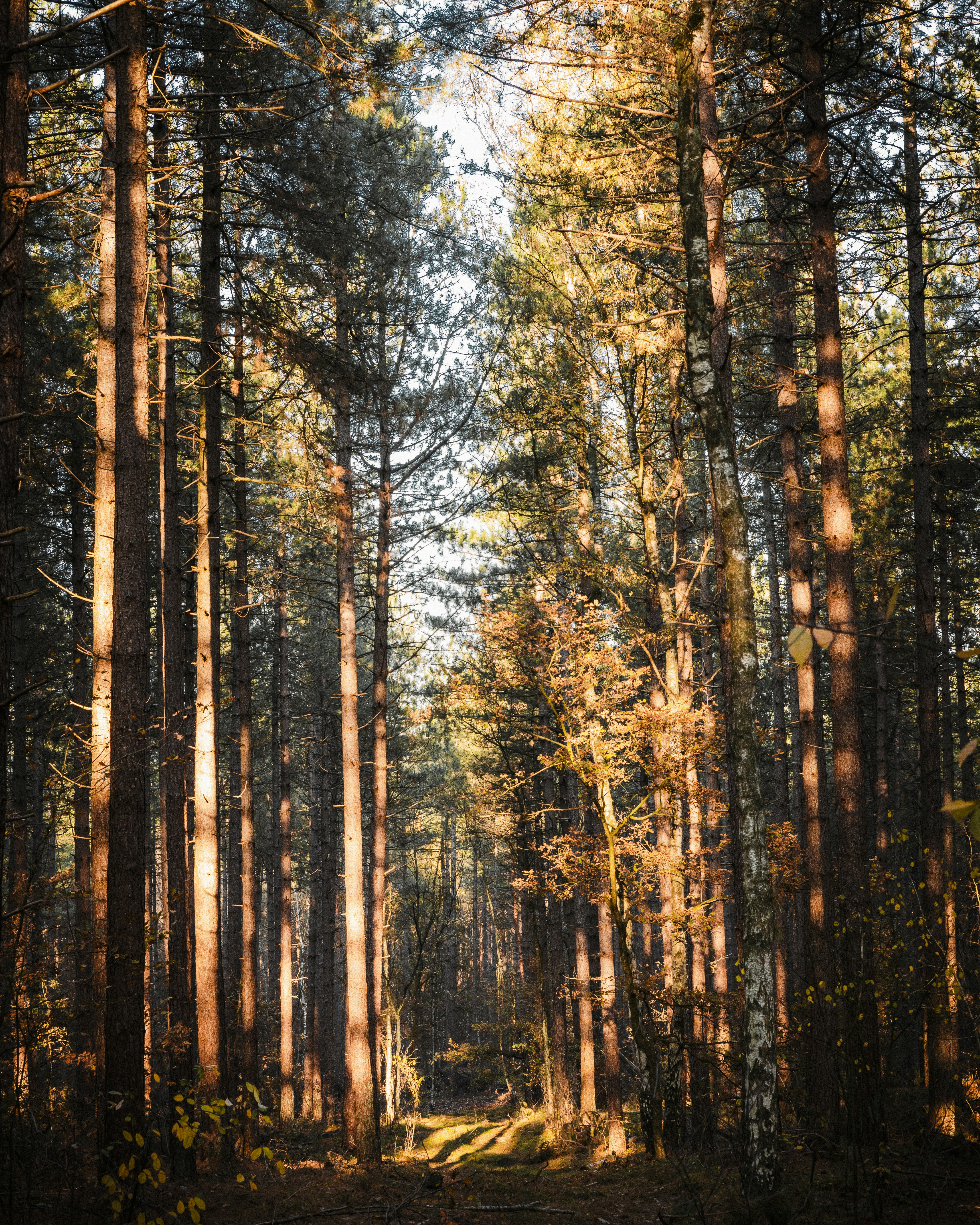 Oudsberg Pictures Download Free Images on Unsplash