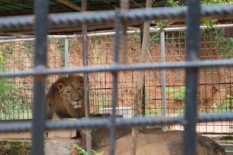 Consultant carefully inspecting a lion enclosure at a zoo, ensuring safety and comfort for the animals.