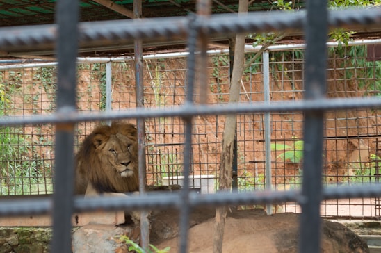 Consultant carefully inspecting a lion enclosure at a zoo, ensuring safety and comfort for the animals.