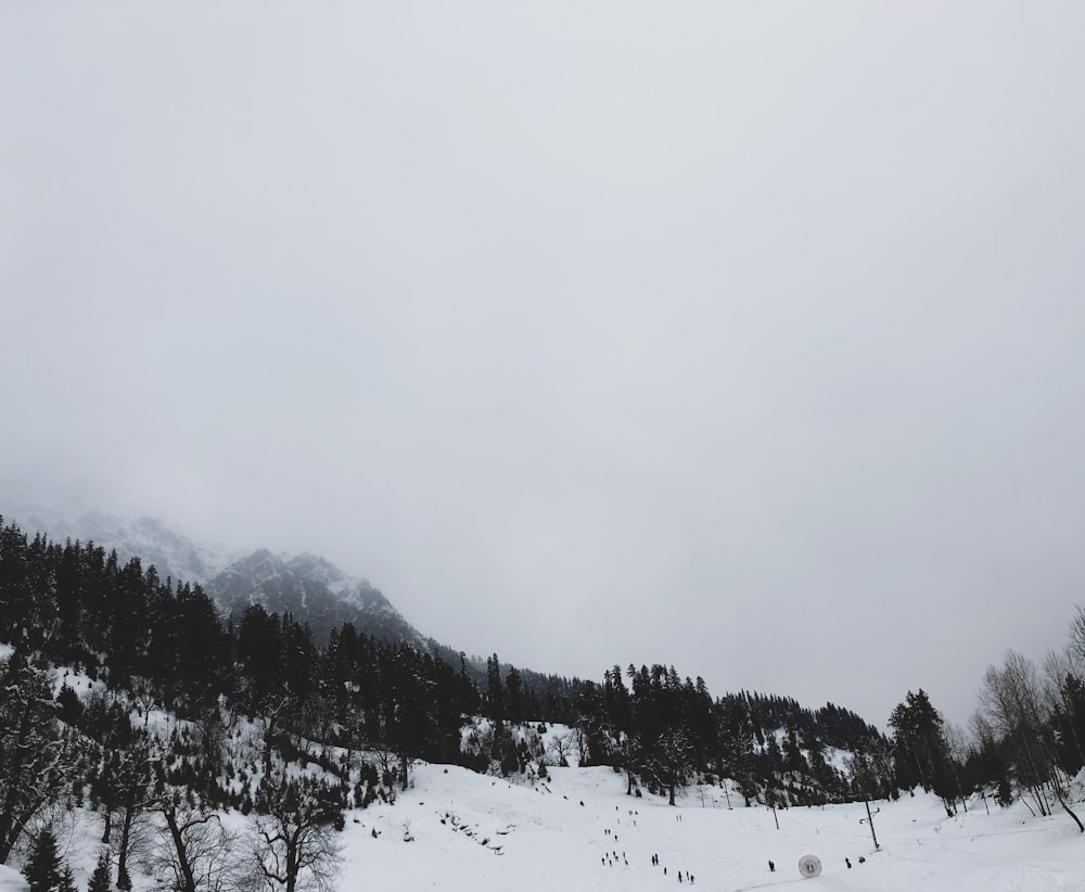 snow covered trees and mountains during daytime