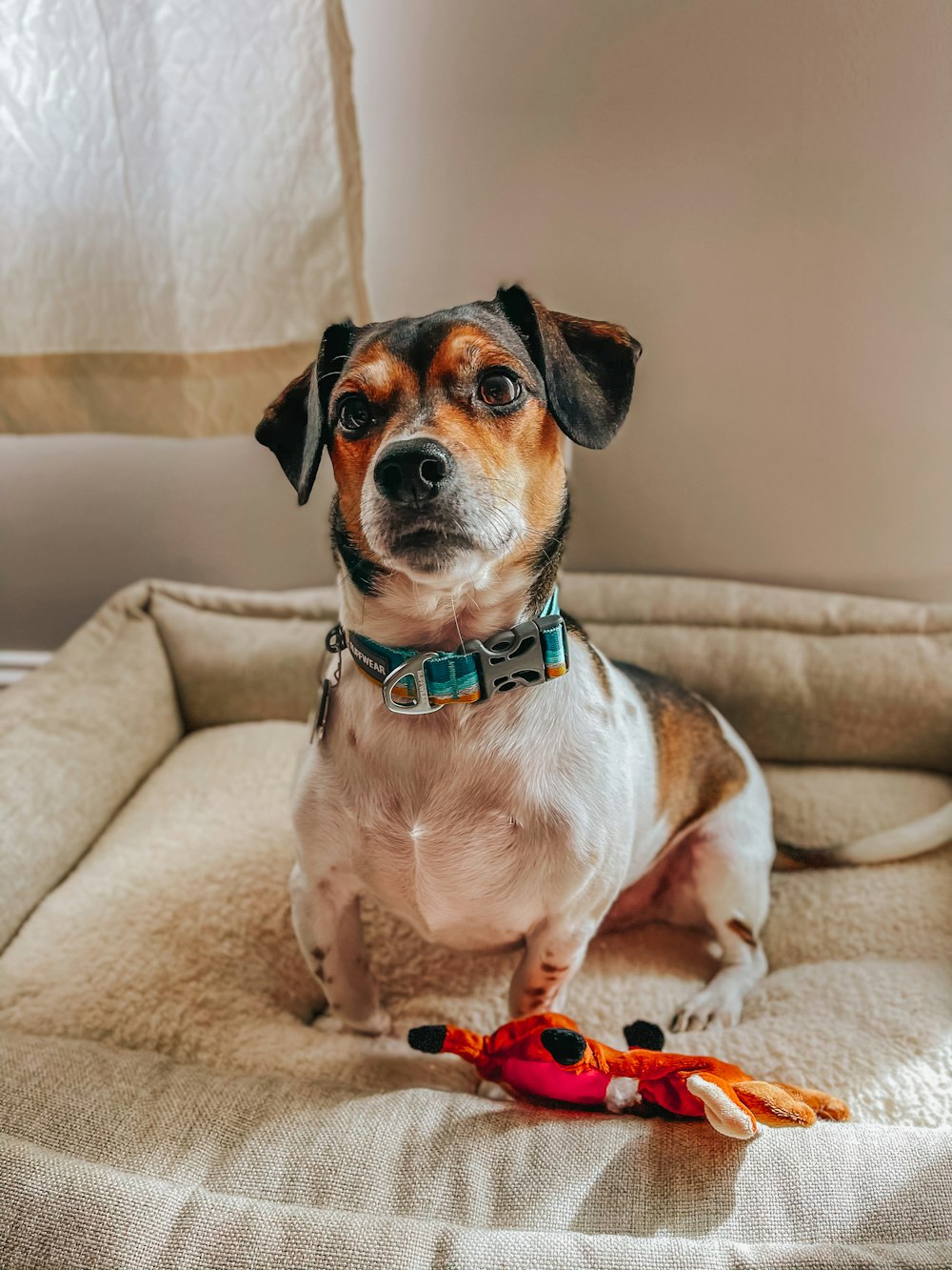 brown white and black short coated dog sitting on brown couch