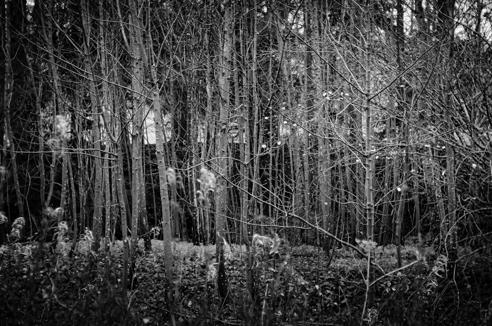 grayscale photo of trees in forest