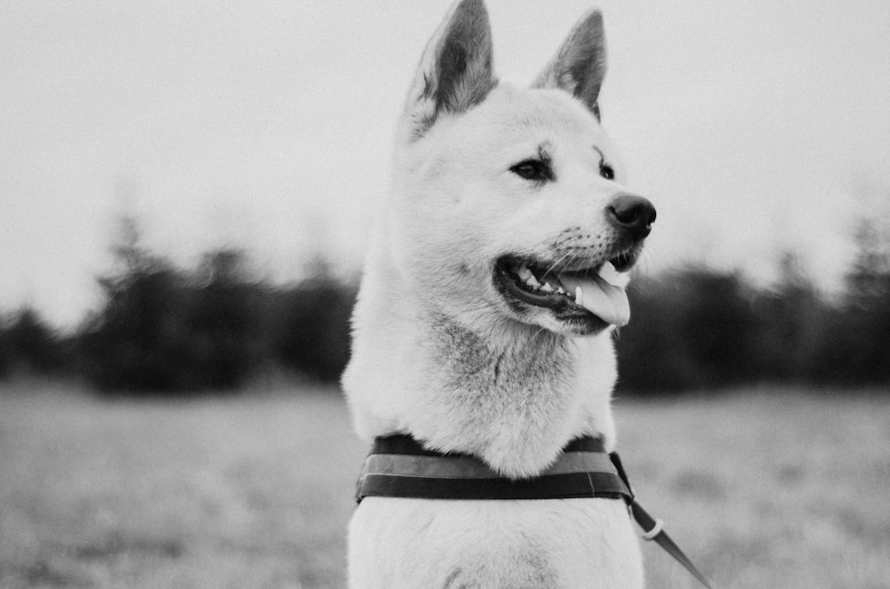 grayscale photo of a dog