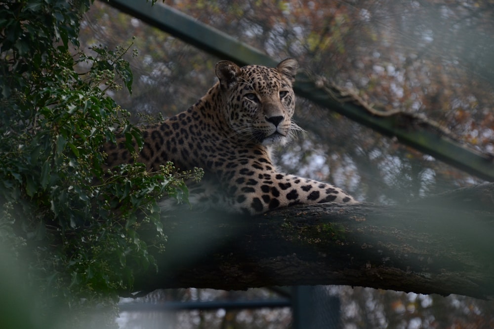 leopard resting on tree branch