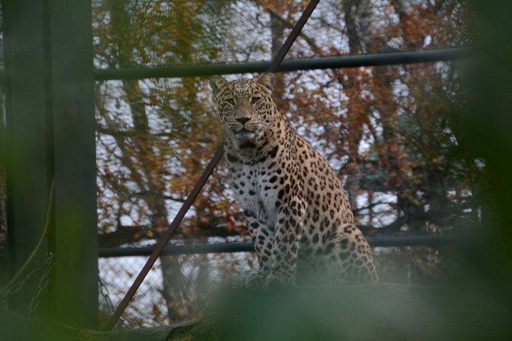 leopard in a forest during daytime
