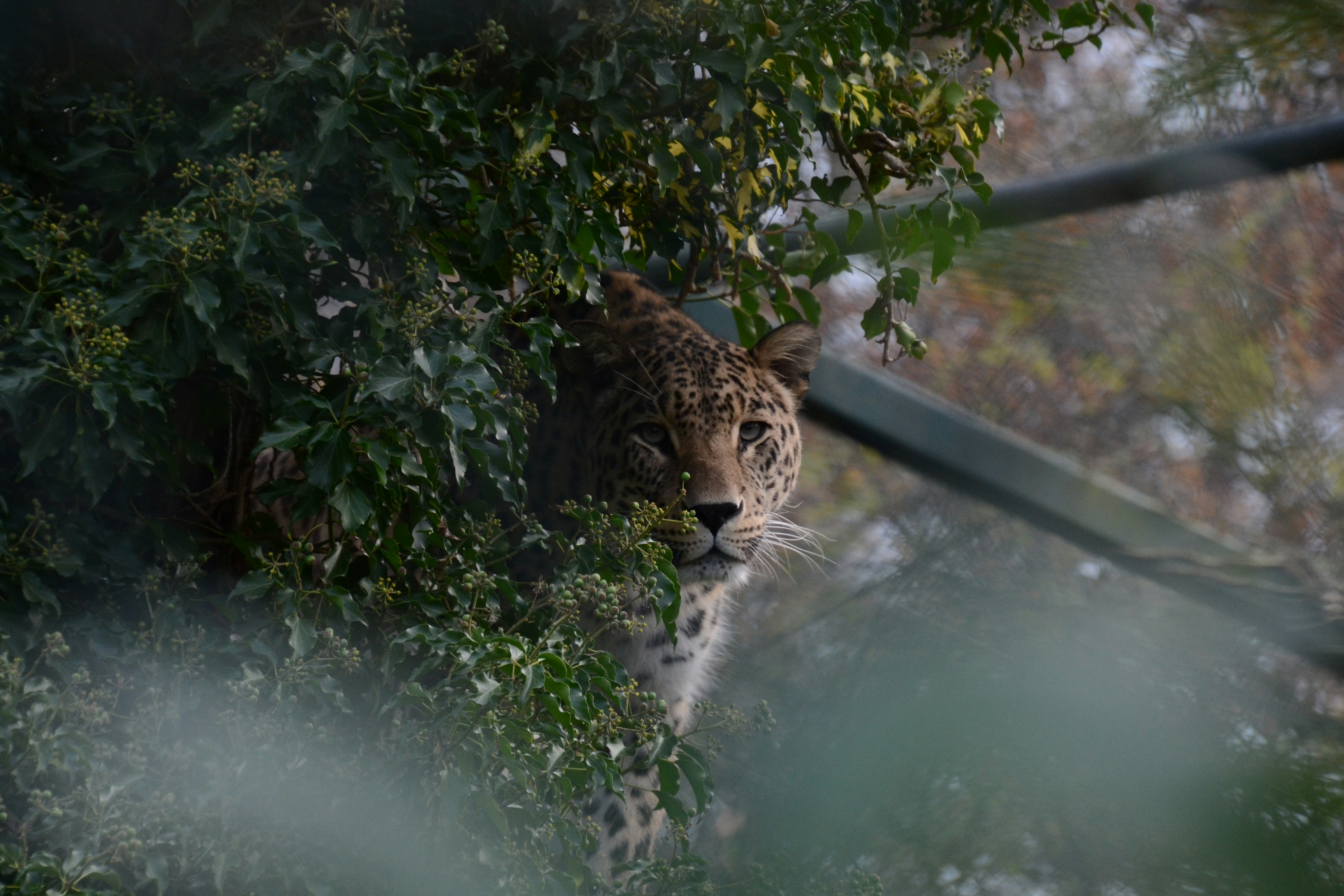 Leopardo marrón y negro en el agua