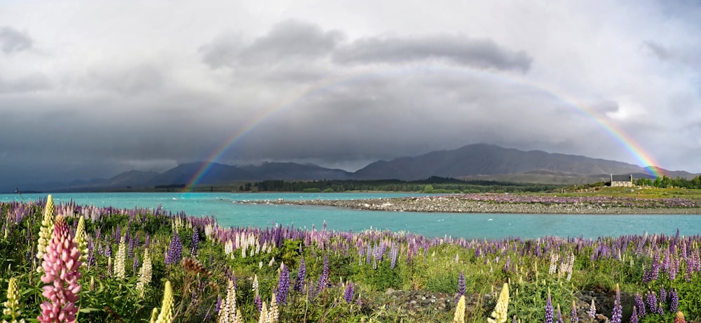 purple flower field near body of water during daytime