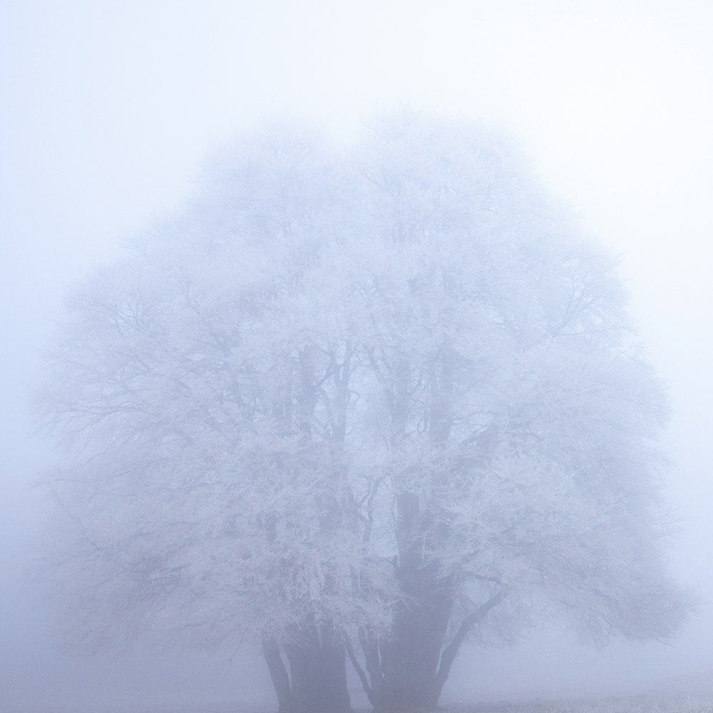 white tree on white background