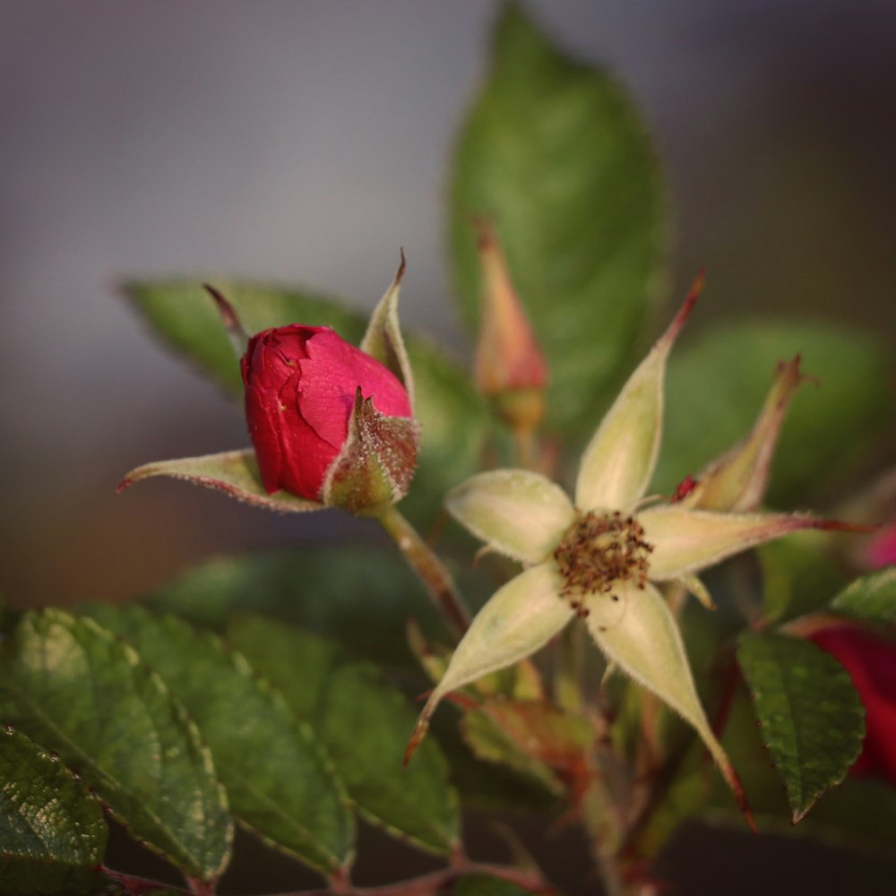 red and white flower bud in close up photography