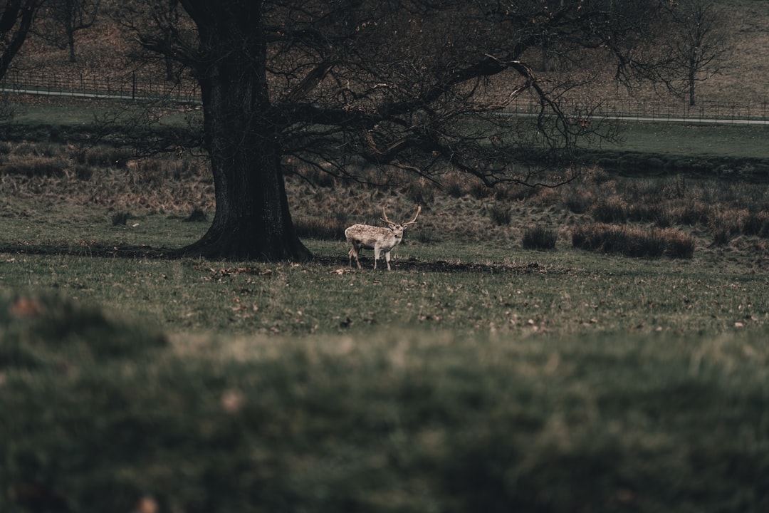 brown and white deer on green grass field during daytime