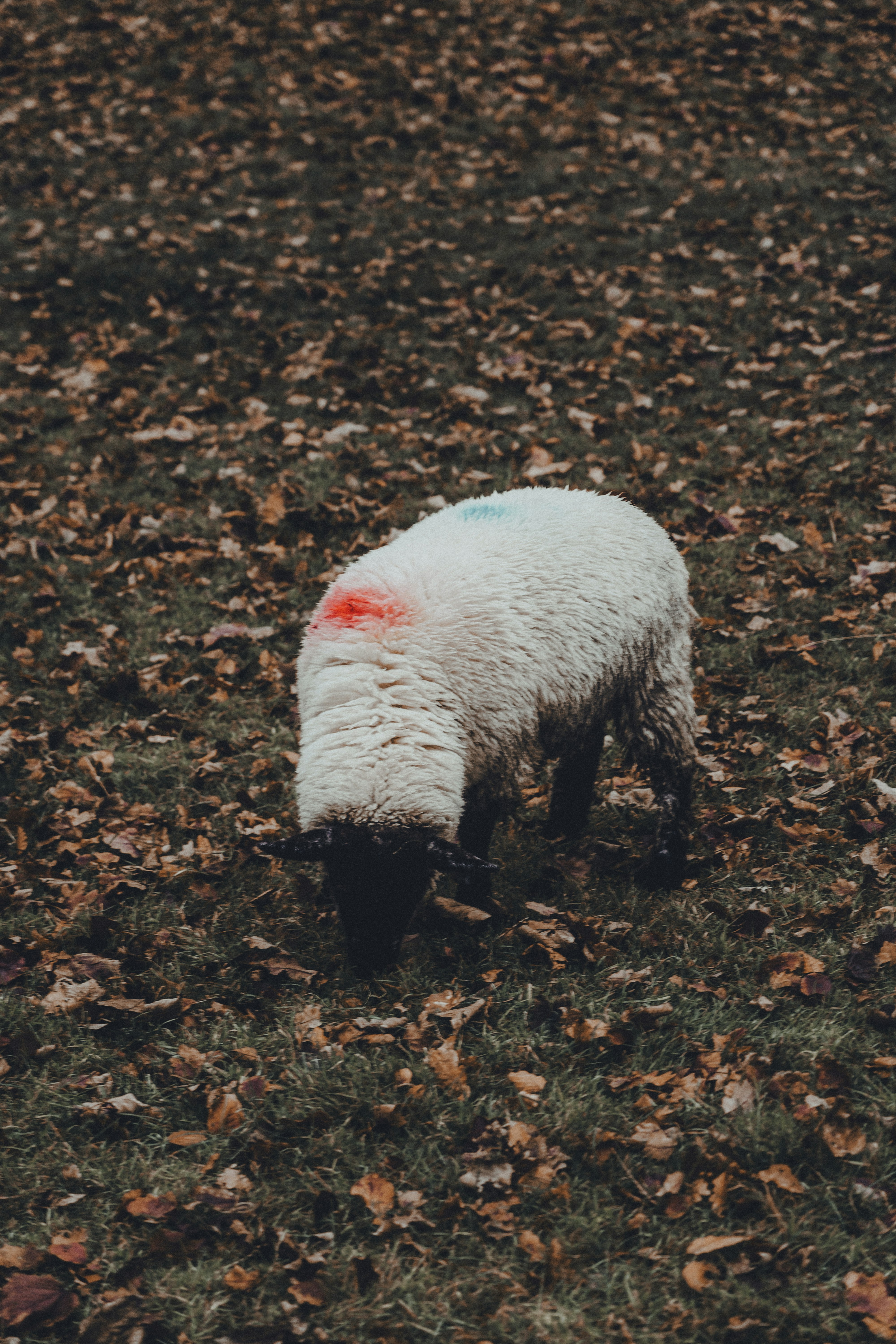white sheep on brown dried leaves