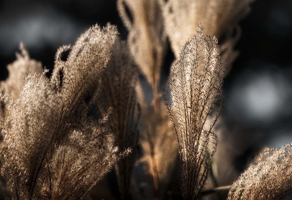 brown wheat in close up photography