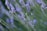 Lavender flowers in bloom with slender stems and small purple blossoms, set against a backdrop of blurred greenery.