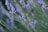 Lavender flowers in bloom with slender stems and small purple blossoms, set against a backdrop of blurred greenery.