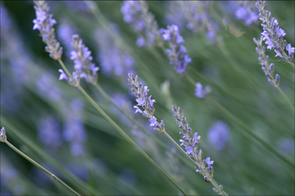 purple flower in tilt shift lens