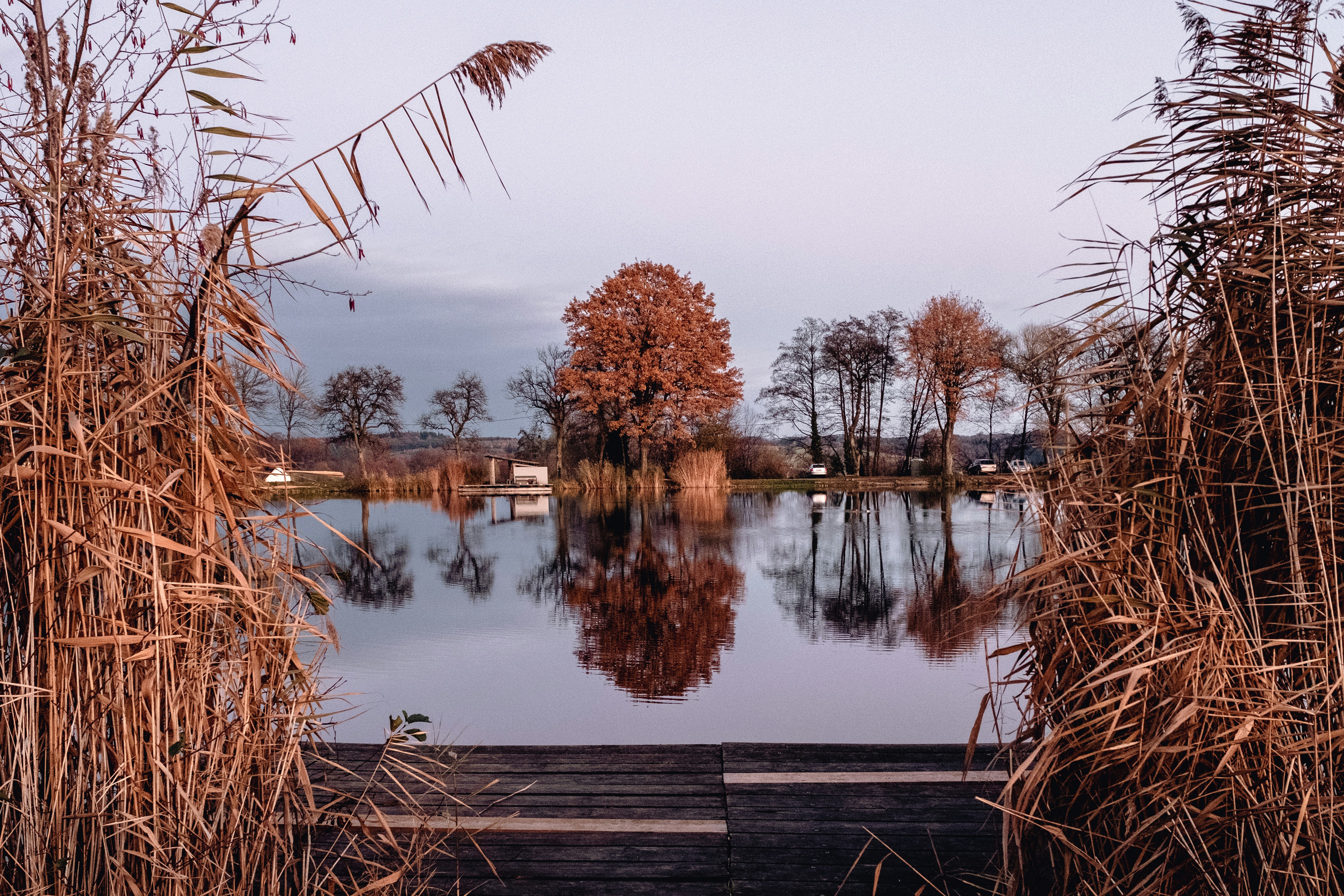 brown trees beside body of water during daytime