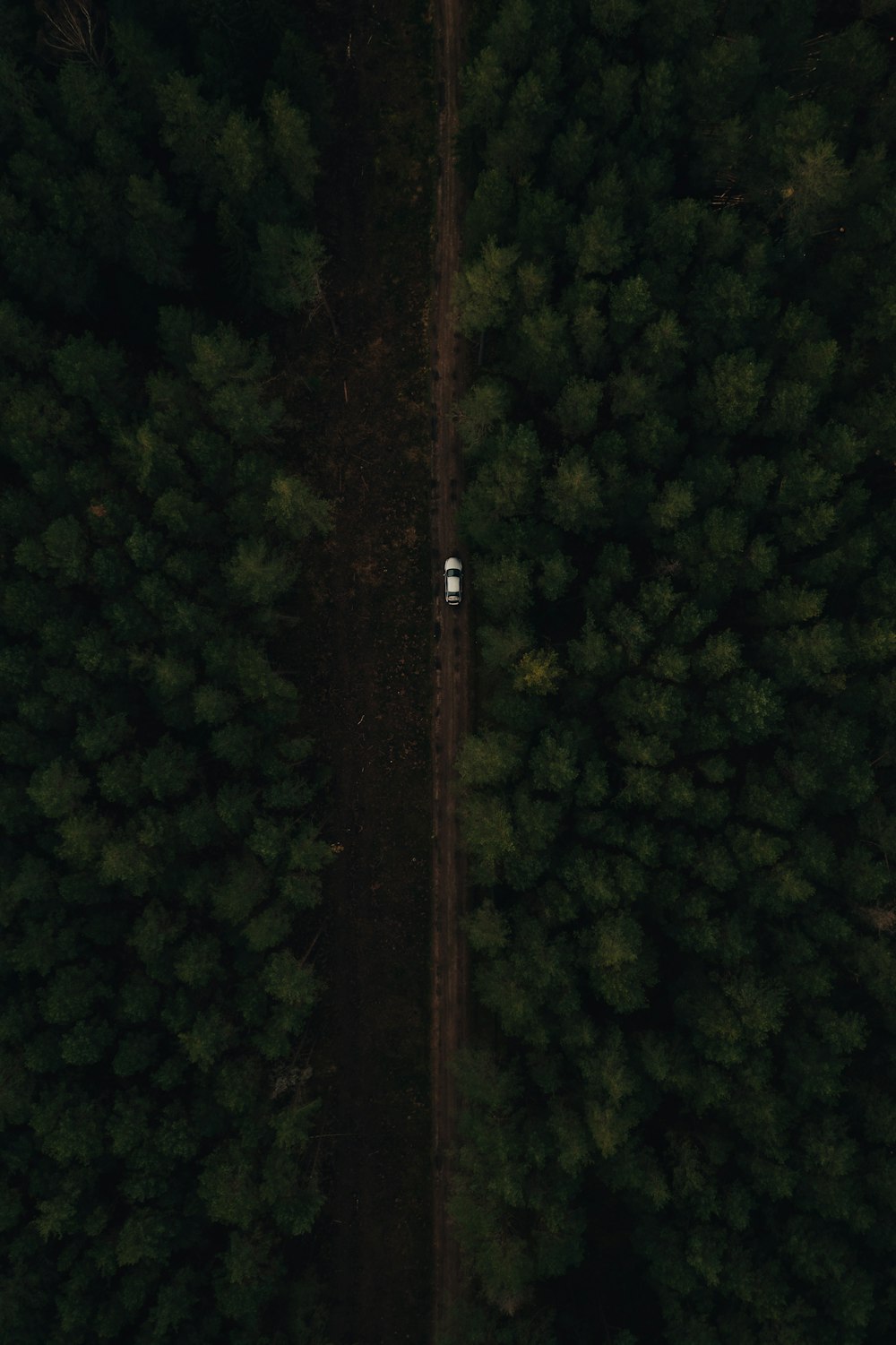 aerial view of green trees during daytime