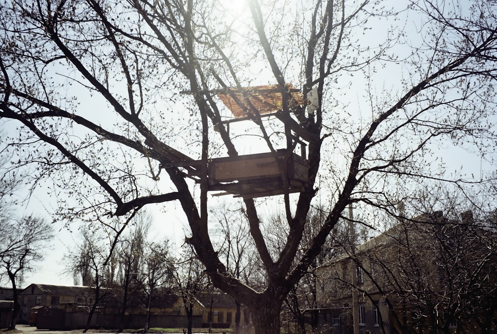 bare tree near brown building during daytime