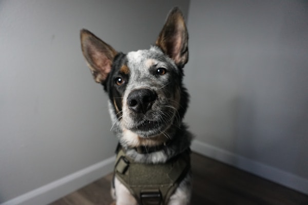 A close-up of a mixed-breed dog with distinct markings on its face, wearing a green harness. The dog is standing in a room with gray walls and a wooden floor. Its ears are perked up, and it appears to be looking directly at the viewer with a curious expression.