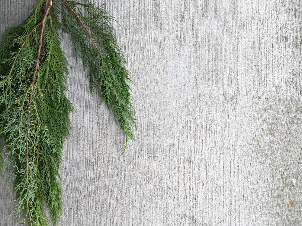 green plant beside white wall