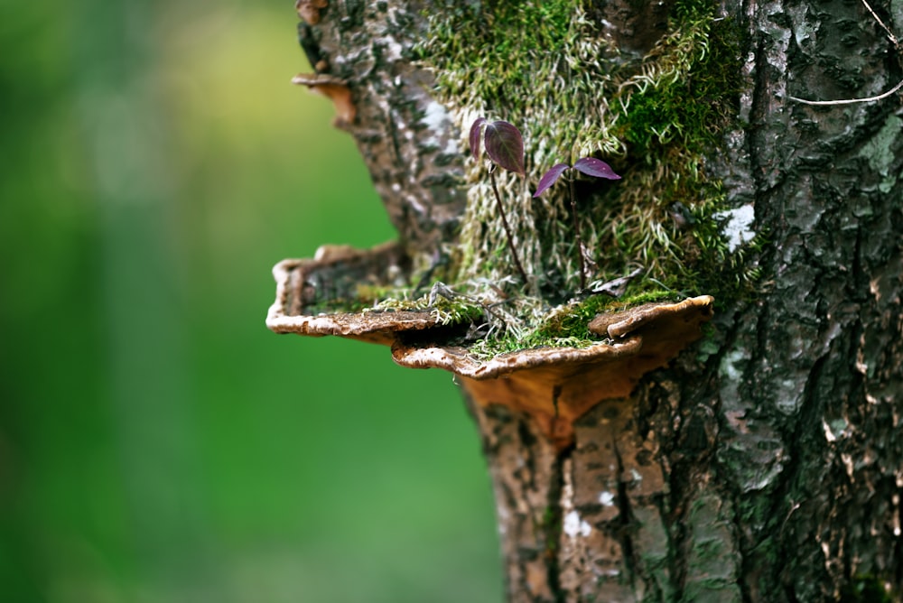 brown and green plant on brown tree trunk