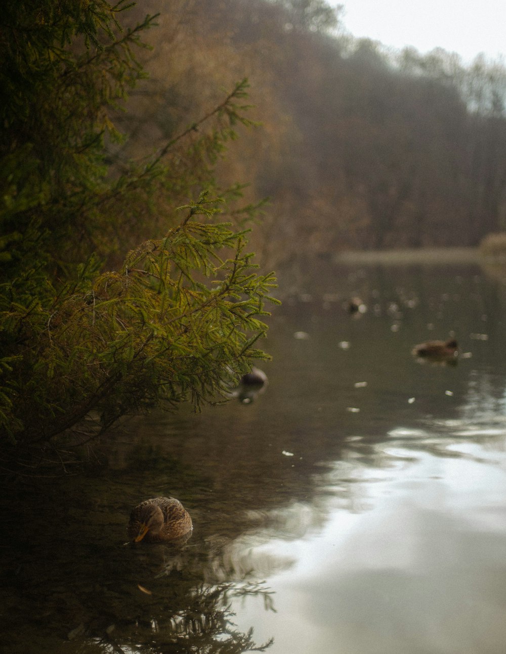 green tree beside river during daytime