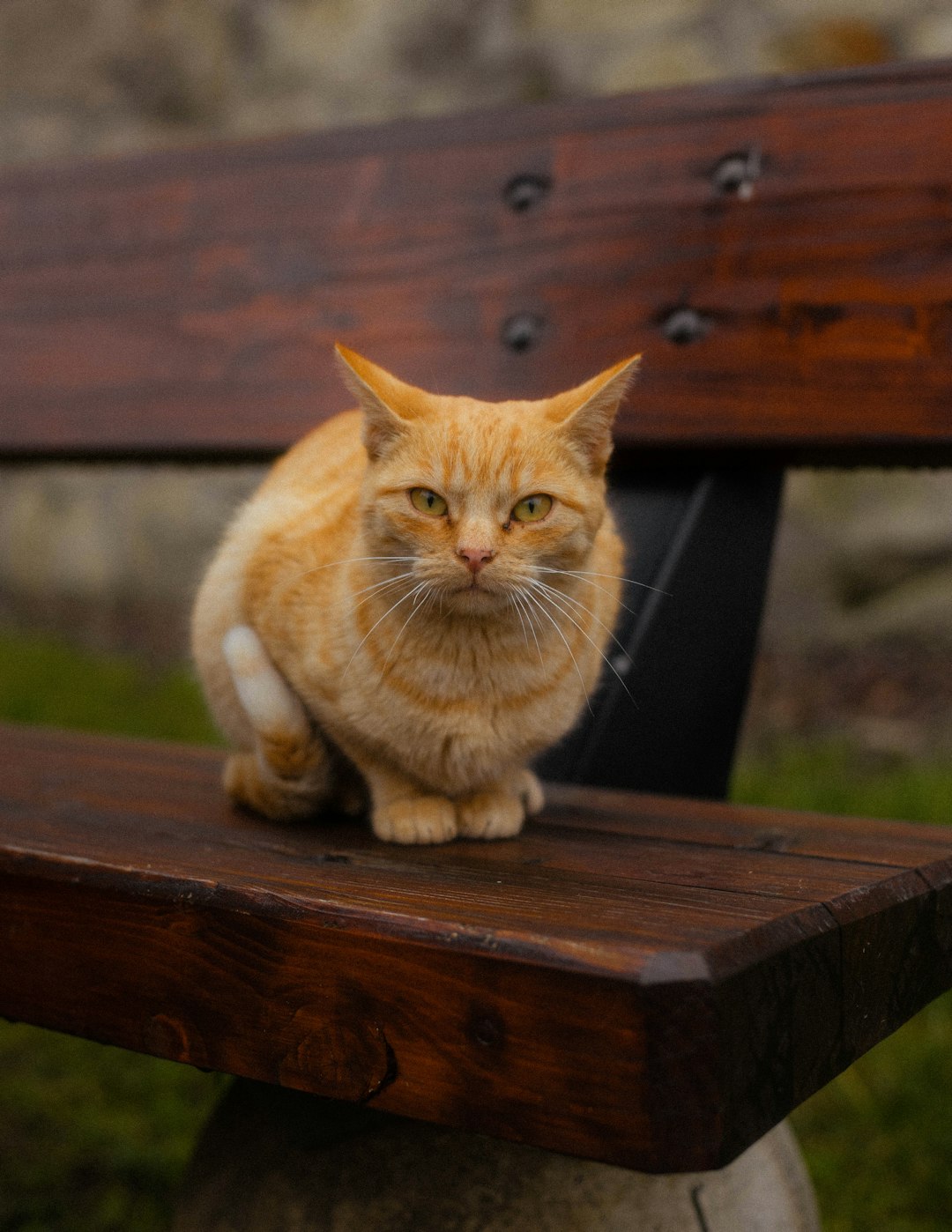 orange tabby cat on brown wooden table