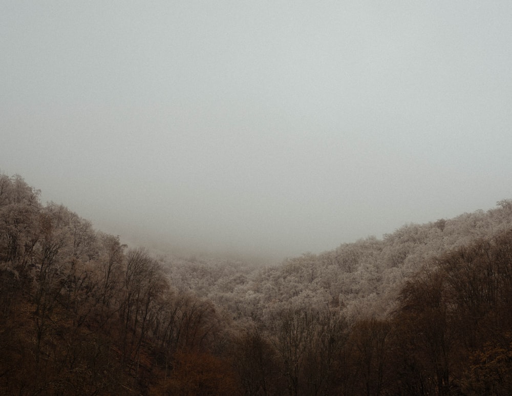 green trees under white sky during daytime