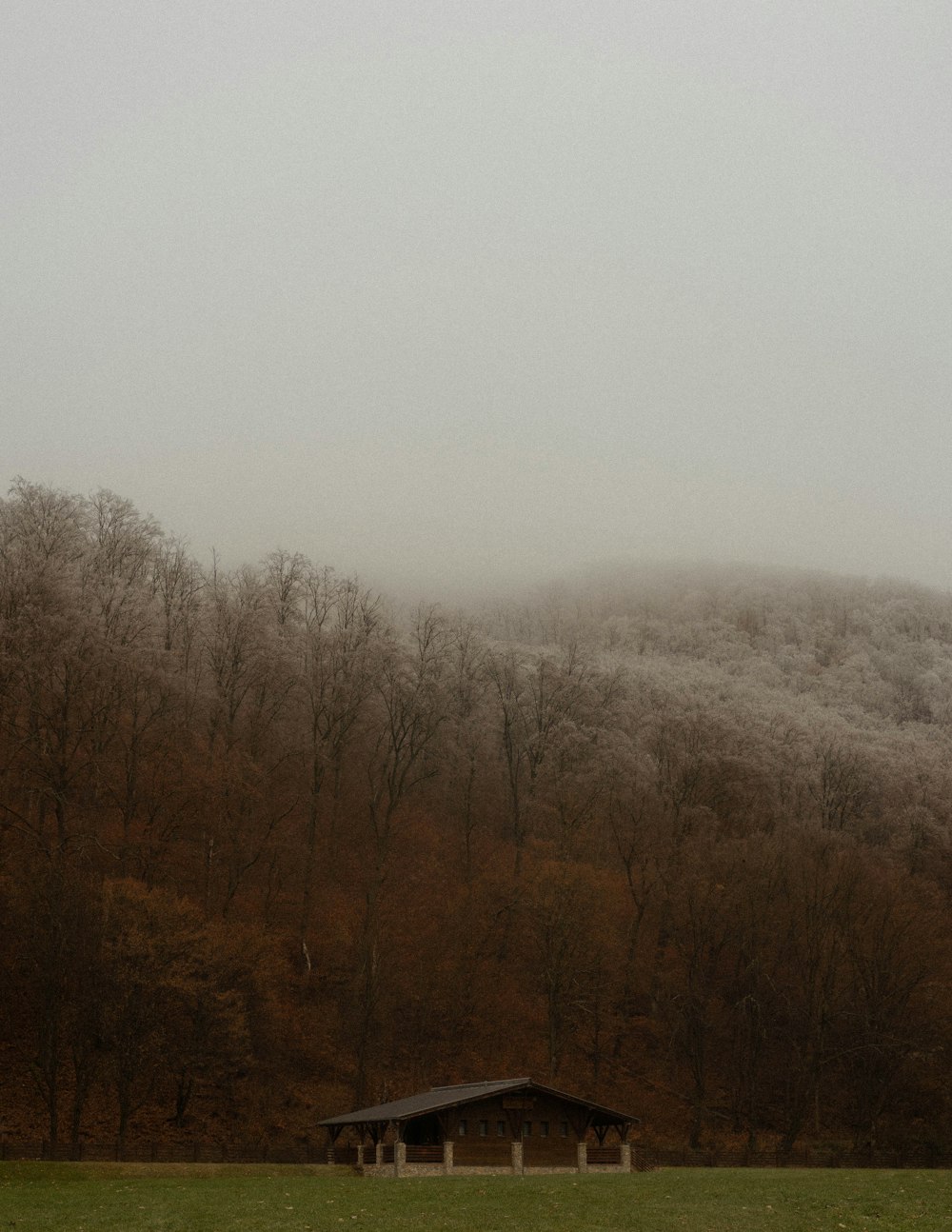 brown trees under white sky during daytime