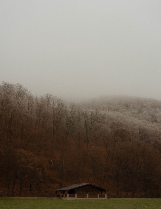brown trees under white sky during daytime in Szilvásvárad Hungary