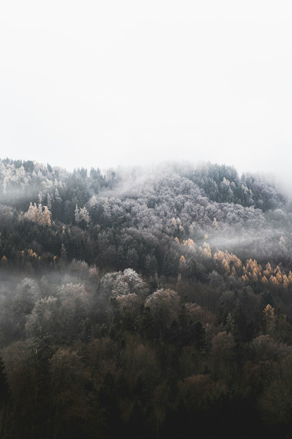 árvores verdes e marrons sob nuvens brancas durante o dia