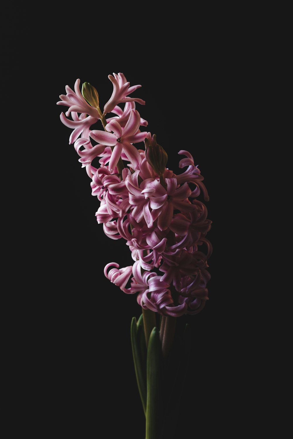 pink and white flower in black background