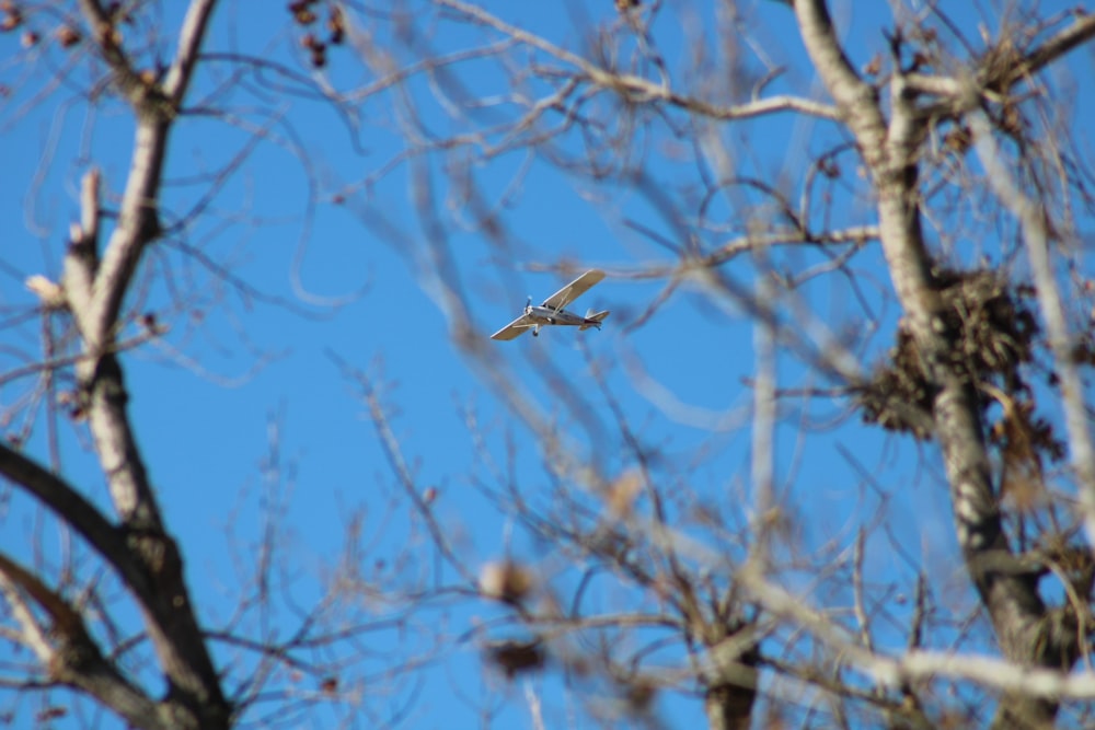 brown bird flying on the sky during daytime