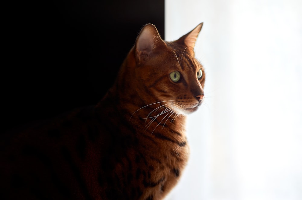 brown tabby cat on white textile