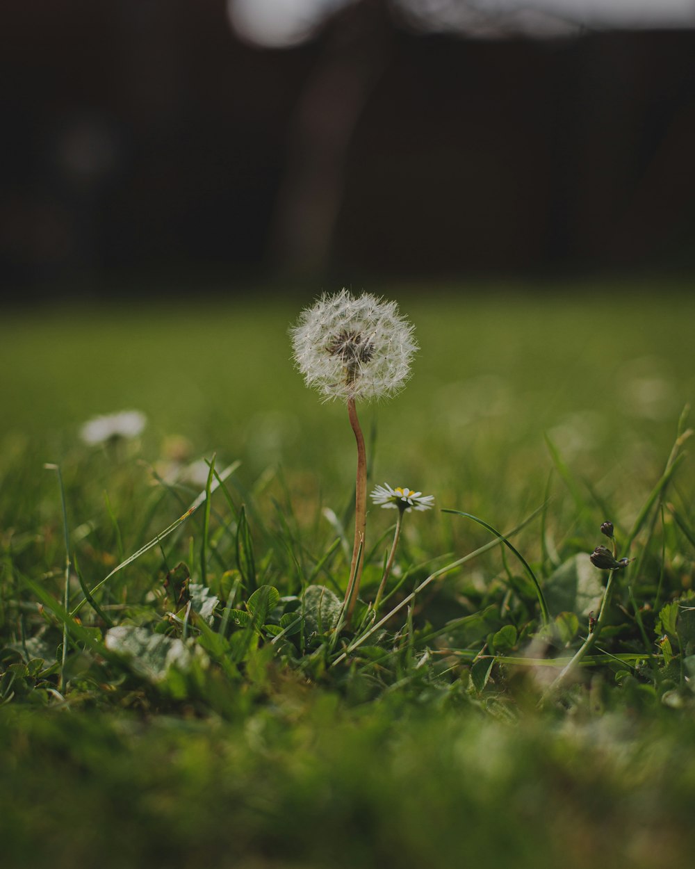 white dandelion on green grass field during daytime