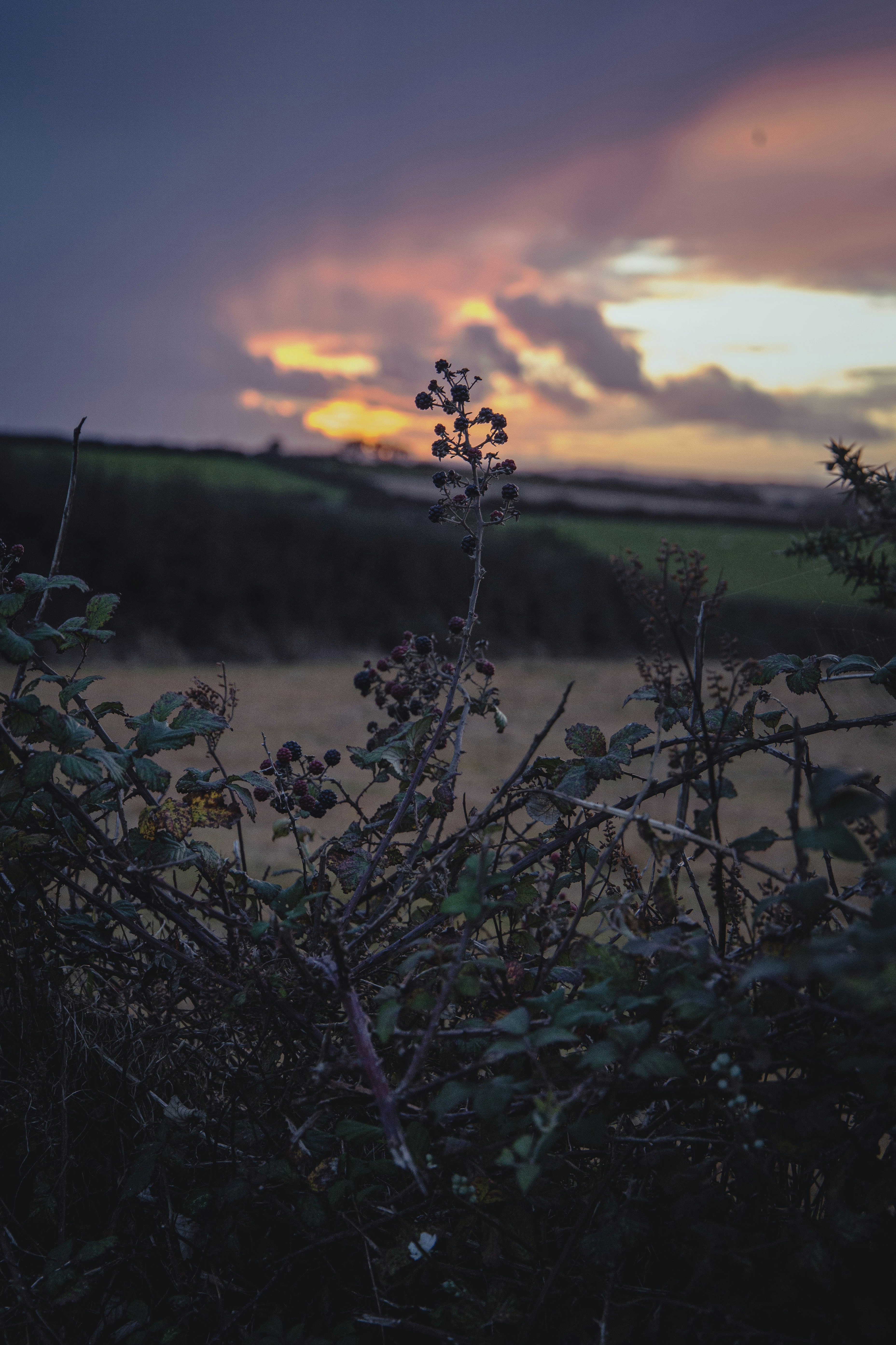 Plante verte sur le plan d’eau au coucher du soleil