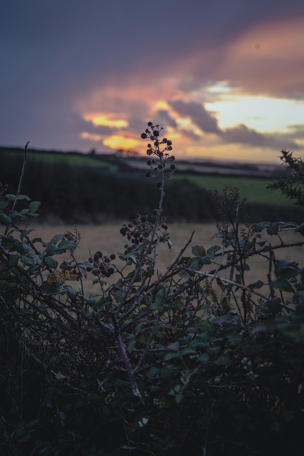 green plant on body of water during sunset