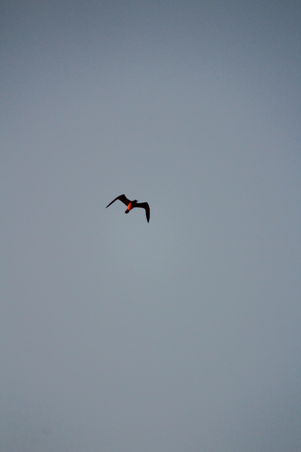 pájaro negro volando en el cielo