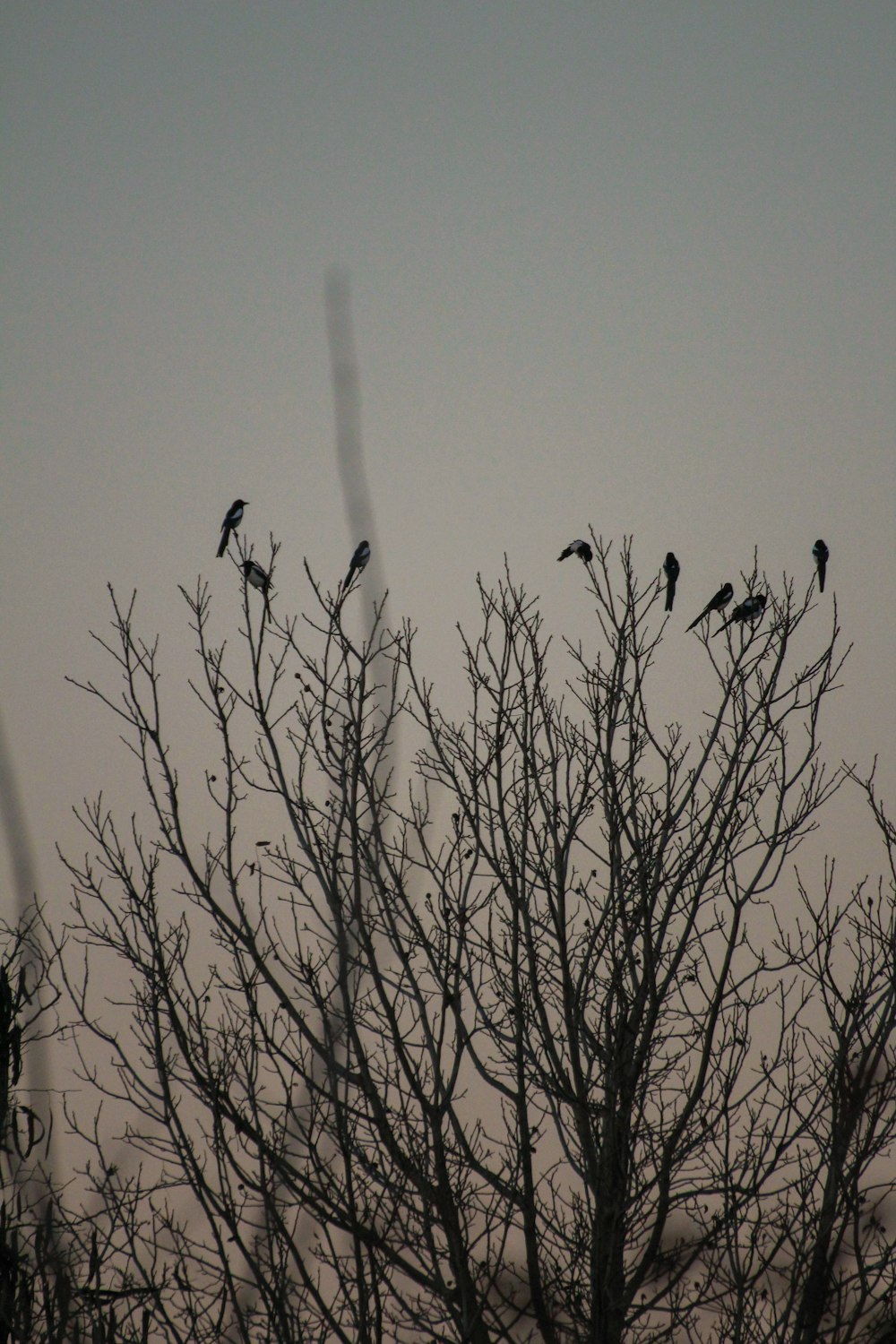 Pájaros en el árbol desnudo durante el día