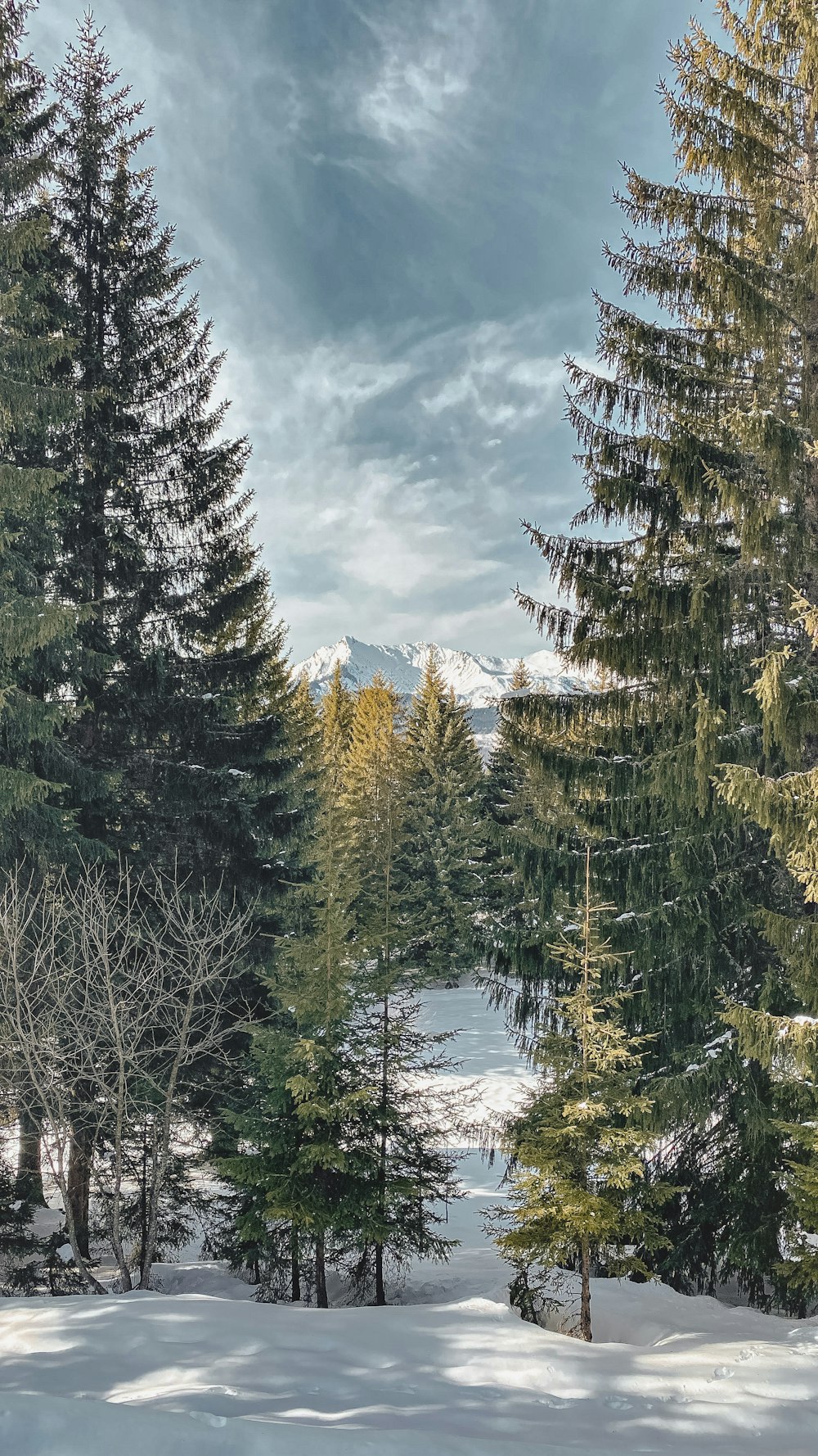 Grüne Kiefern unter weißen Wolken und blauem Himmel tagsüber